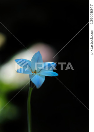 一朵白色的伊菲翁花 一朵白色的伊菲翁花 139056847