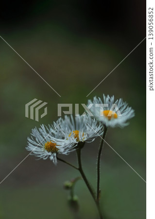 White flower of Haldione White flower of Haldione 139056852
