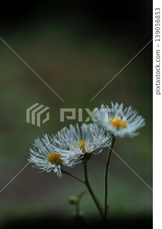 White flower of Haldione White flower of Haldione 139056853