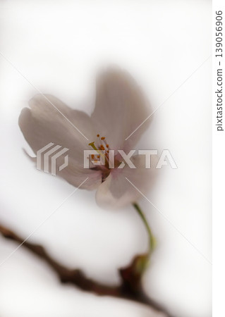 A single white cherry blossom 139056906