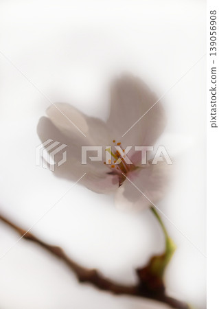 Cherry blossom 139056908