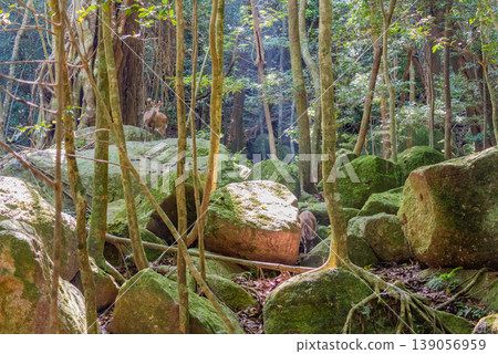 Forest of dappled sunlight, World Natural Heritage Site, Yakushima (Summer) Forest of dappled sunlight, World Natural Heritage Site, Yakushima (Summer) 139056959