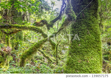 Japan's most beautiful moss forest: Yakushima National Park (Autumn) Japan's most beautiful moss forest: Yakushima National Park (Autumn) 139057175