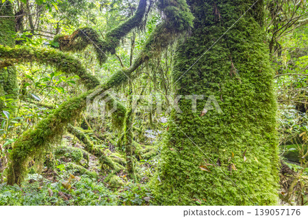 Japan's most beautiful moss forest: Yakushima National Park (Autumn) Japan's most beautiful moss forest: Yakushima National Park (Autumn) 139057176