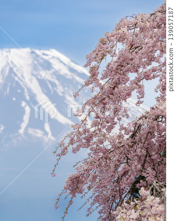 春天的櫻花和富士山在藍天的襯托下熠熠生輝 139057187