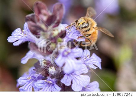 A honeybee collecting nectar from a purple flower A honeybee collecting nectar from a purple flower 139057242