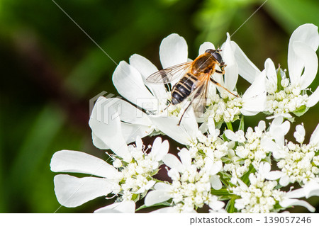 A hover is feeding on the nectar of an Orlaya flower. 139057246