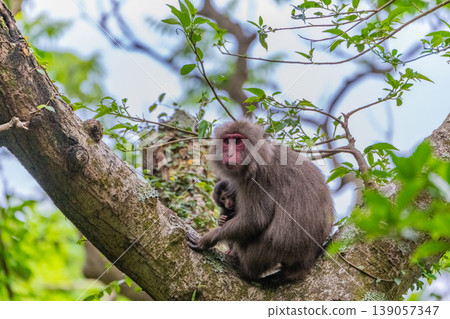 A macaque family on Yakushima Island, a World Natural Heritage Site (Spring) A macaque family on Yakushima Island, a World Natural Heritage Site (Spring) 139057347