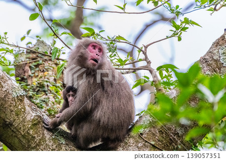 世界自然遺產屋久島上的一隻獼猴媽媽和小獼猴(春季) 世界自然遺產屋久島上的一隻獼猴媽媽和小獼猴(春季) 139057351