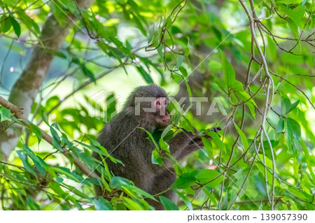 Yakuzaru World Natural Heritage Yakushima (Spring) Yakuzaru World Natural Heritage Yakushima (Spring) 139057390