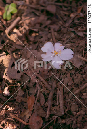 一片櫻花花瓣飄落到地上。 [春天] 139057408