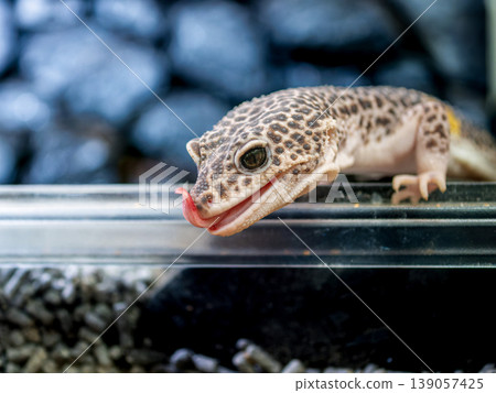 Close up of leopard gecko Close up of leopard gecko 139057425