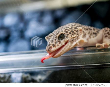 Close up of leopard gecko Close up of leopard gecko 139057429