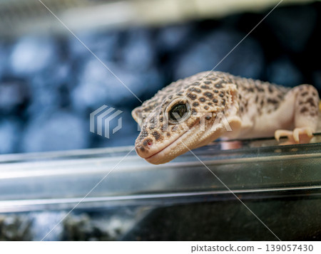 Close up of leopard gecko 139057430