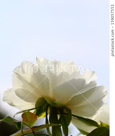 A close-up of white flowers against a blue sky. A close-up of white flowers against a blue sky. 139057553