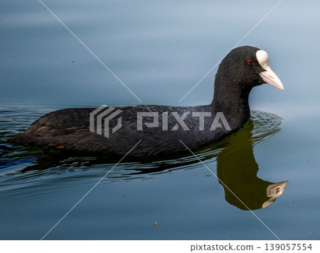 Coot swimming in the pond Coot swimming in the pond 139057554