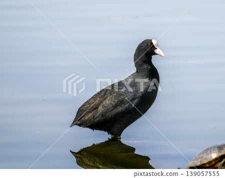 Coot swimming in the pond Coot swimming in the pond 139057555