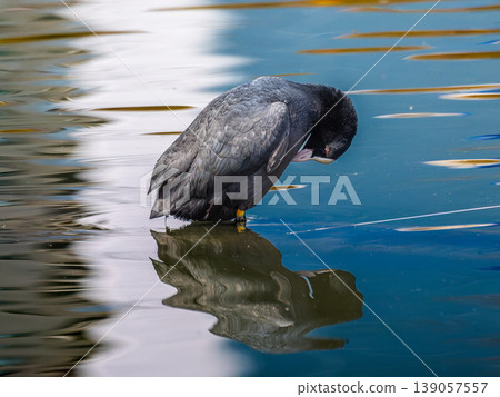 Coot swimming in the pond Coot swimming in the pond 139057557