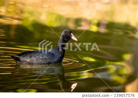 Coot swimming in the pond 139057576