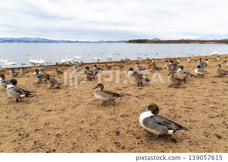 Northern pintails gather at Lake Inawashiro in winter. Northern pintails gather at Lake Inawashiro in winter. 139057615