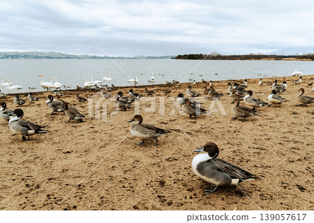 Northern pintails gathering at Lake Inawashiro in winter (film-like style) Northern pintails gathering at Lake Inawashiro in winter (film-like style) 139057617