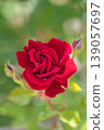 Beautiful red roses after the rain 139057697