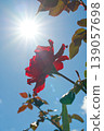 Red roses bathed in sunlight 139057698