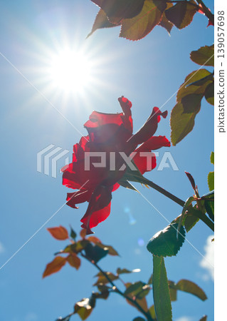 Red roses bathed in sunlight Red roses bathed in sunlight 139057698