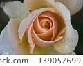 A beautiful rose with lovely raindrops 139057699