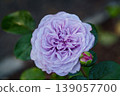 A purple rose with beautiful raindrops 139057700