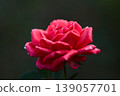 A red rose with beautiful raindrops 139057701