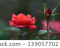 A red rose with beautiful raindrops 139057702