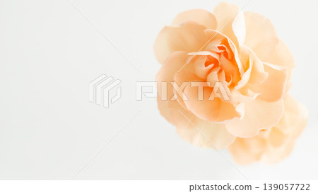 以鮮花為主題的美麗背景框：淡橙色康乃馨。時尚之美。 139057722