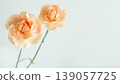 Beauty background image, beauty frame, fresh carnations, natural 139057725
