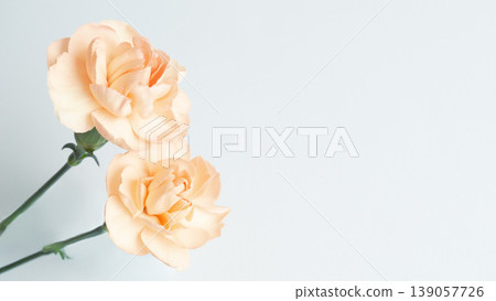 Carnation background frame - Mother's Day, Father's Day, Copy space Carnation background frame - Mother's Day, Father's Day, Copy space 139057726