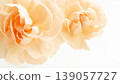 Beauty-themed fresh flower background frame: pale orange carnations. Stylish beauty. 139057727