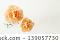 Carnation background frame - Mother's Day, Father's Day, Copy space 139057730