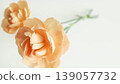 Beauty background image, beauty frame, fresh carnations, natural 139057732