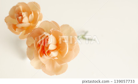 Beauty background image, beauty frame, fresh carnations, natural Beauty background image, beauty frame, fresh carnations, natural 139057733