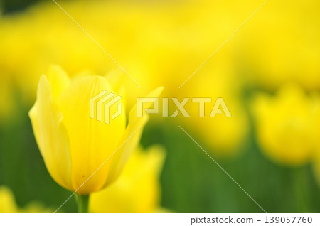 Tulip Festival 139057760