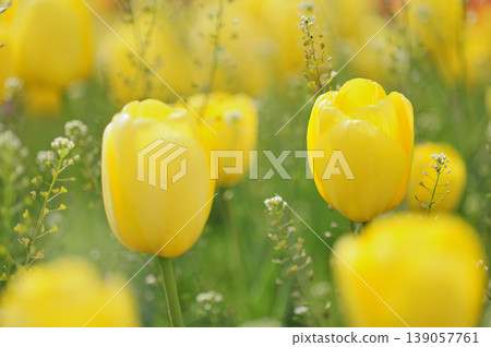 Tulip Festival Tulip Festival 139057761