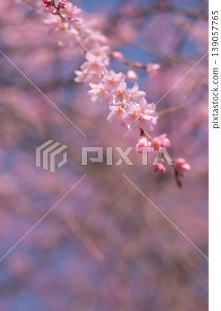 Weeping cherry blossoms in full bloom announce the arrival of spring. [Spring] 139057765