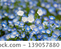 White Nemophila 139057880
