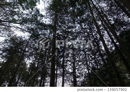 黑暗森林中的景色 黑暗森林中的景色 139057902