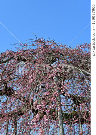 The weeping cherry tree at Seiryu-ji Temple in Naraha Town, Fukushima Prefecture, with its crimson branches shining against the blue sky, is about 30% in bloom—a beautiful spring scene. 139057906