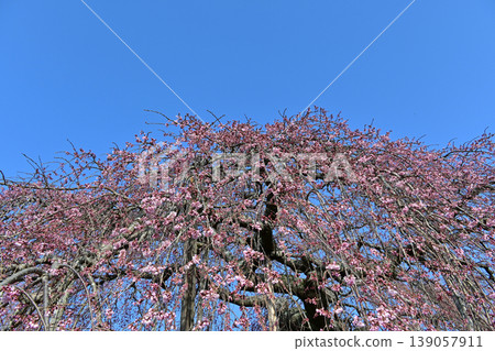 The weeping cherry tree at Seiryu-ji Temple in Naraha Town, Fukushima Prefecture, with its crimson branches cascading down like a waterfall against a blue sky, is about 30% in bloom—a beautiful spring scene. The weeping cherry tree at Seiryu-ji Temple in Naraha Town, Fukushima Prefecture, with its crimson branches cascading down like a waterfall against a blue sky, is about 30% in bloom—a beautiful spring scene. 139057911