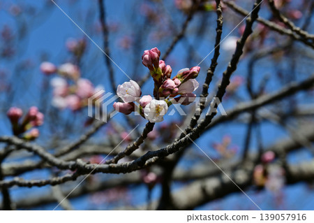 Somei Yoshino cherry blossoms at Shirato Park in Iwaki City: A few blossoms and buds have begun to open against the blue sky, creating a springtime image. Somei Yoshino cherry blossoms at Shirato Park in Iwaki City: A few blossoms and buds have begun to open against the blue sky, creating a springtime image. 139057916