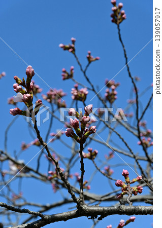 Somei Yoshino cherry blossoms at Shirato Park in Iwaki City, Fukushima Prefecture: Buds just before blooming against a blue sky, creating a springtime image. Somei Yoshino cherry blossoms at Shirato Park in Iwaki City, Fukushima Prefecture: Buds just before blooming against a blue sky, creating a springtime image. 139057917