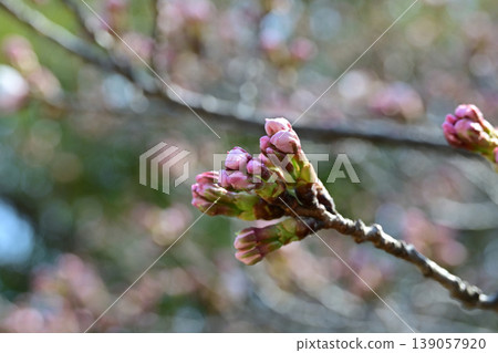 Somei Yoshino cherry blossoms at Shirato Park in Iwaki City: Plump buds and soft bokeh create a beautiful spring image. Somei Yoshino cherry blossoms at Shirato Park in Iwaki City: Plump buds and soft bokeh create a beautiful spring image. 139057920