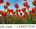 Colorful tulips blooming in full bloom 139057939